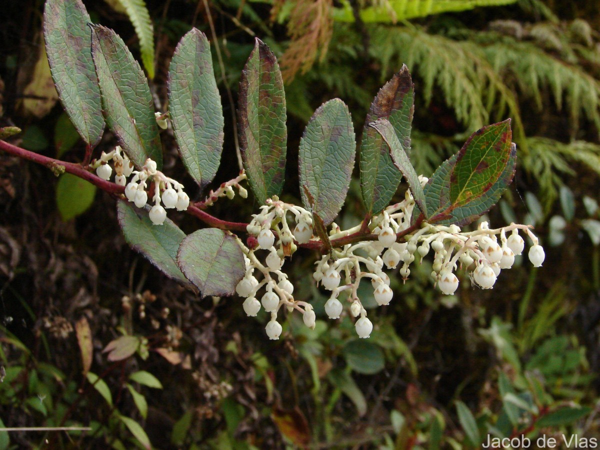 Gaultheria fragrantissima Wall.